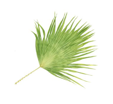 Beyaz arkaplanda izole edilmiş yeşil palmiye yaprağı