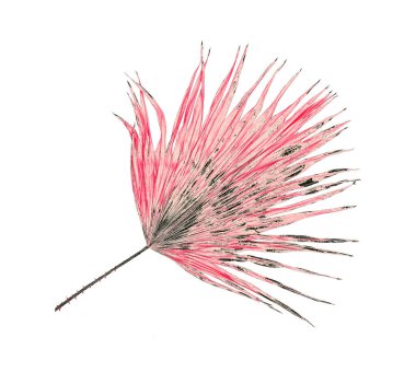 Beyaz arkaplanda izole edilmiş yeşil palmiye yaprağı