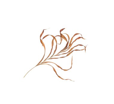 Beyaz arka plan üzerinde izole palmiye ağacının yaprak