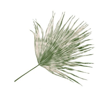 Beyaz arka plan üzerinde izole palmiye ağacının yaprak