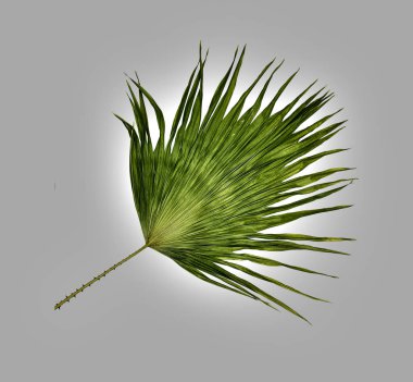 Beyaz arkaplanda izole edilmiş yeşil palmiye yaprağı