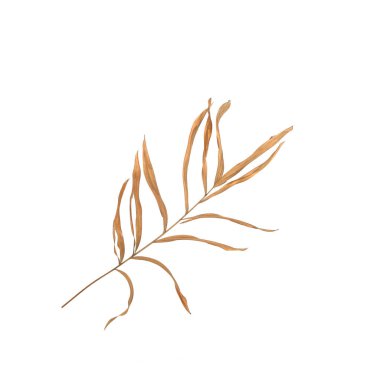 Beyaz arka plan üzerinde izole palmiye ağacının yaprak