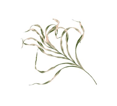 Beyaz arka plan üzerinde izole palmiye ağacının yaprak