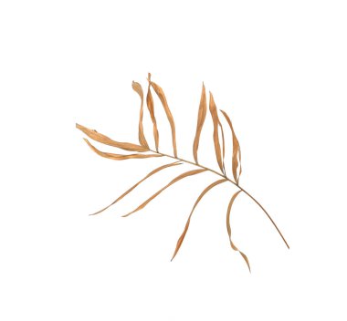 Beyaz arka plan üzerinde izole palmiye ağacının yaprak