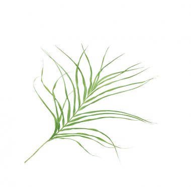 Beyaz arka plan üzerinde izole palmiye ağacının yaprak