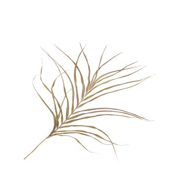 Beyaz arka plan üzerinde izole palmiye ağacının yaprak