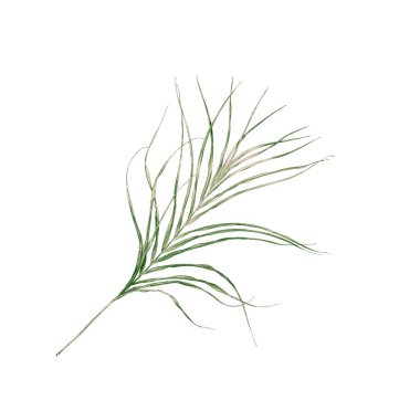 Beyaz arka plan üzerinde izole palmiye ağacının yaprak