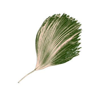 Beyaz arka plan üzerinde izole palmiye ağacının yaprak