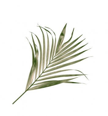 Beyaz arkaplanda izole edilmiş yeşil palmiye yaprağı