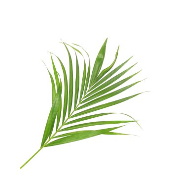 Beyaz arkaplanda izole edilmiş yeşil palmiye yaprağı