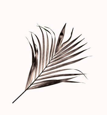 Beyaz arkaplanda izole edilmiş yeşil palmiye yaprağı