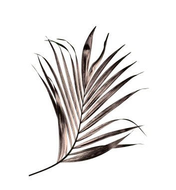 Beyaz arkaplanda izole edilmiş yeşil palmiye yaprağı