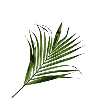 Beyaz arkaplanda izole edilmiş yeşil palmiye yaprağı