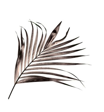 Beyaz arkaplanda izole edilmiş yeşil palmiye yaprağı