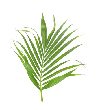 Beyaz arkaplanda izole edilmiş yeşil palmiye yaprağı