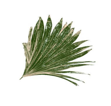 Beyaz arka plan üzerinde izole palmiye ağacının yaprak