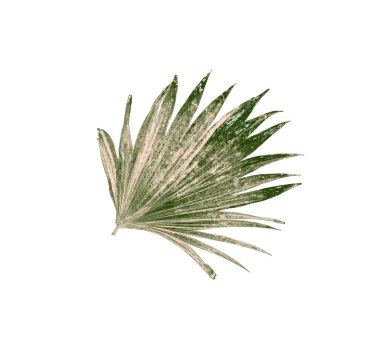 Beyaz arka plan üzerinde izole palmiye ağacının yaprak