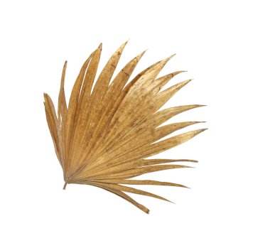 Beyaz arka plan üzerinde izole palmiye ağacının yaprak