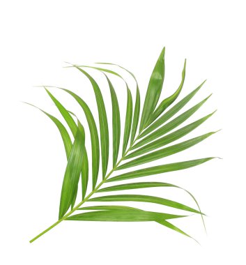 Beyaz arkaplanda izole edilmiş yeşil palmiye yaprağı