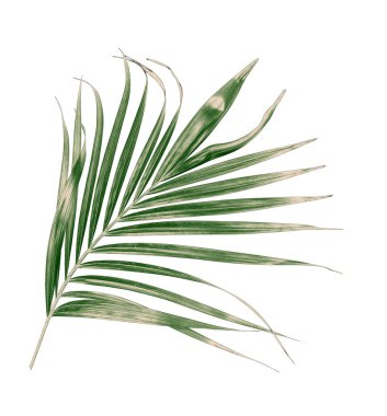 Beyaz arkaplanda izole edilmiş yeşil palmiye yaprağı