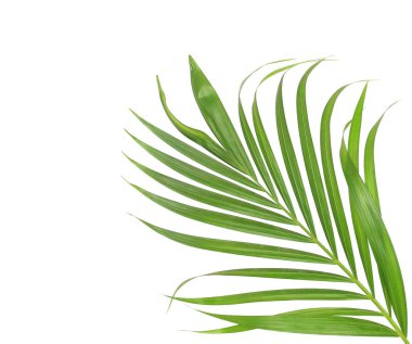 Beyaz arkaplanda izole edilmiş yeşil palmiye yaprağı
