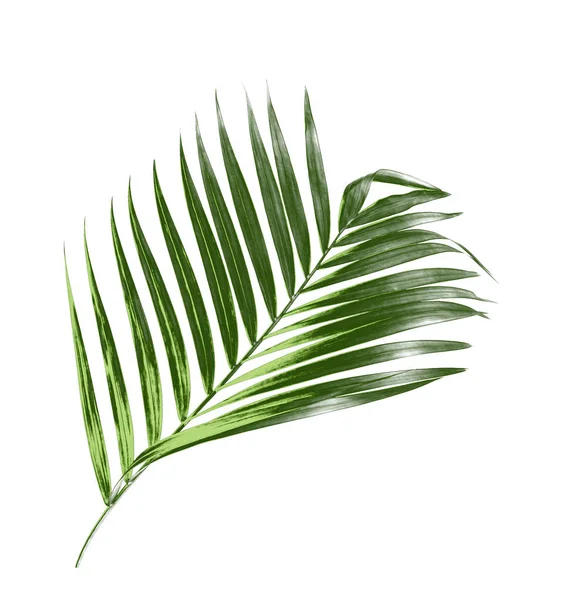 Folha de palma verde isolada no fundo branco — Fotografia de Stock