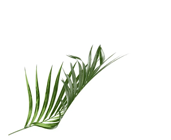 Yeşil palmiye yaprağı izole beyaz arka plan üzerinde — Stok fotoğraf