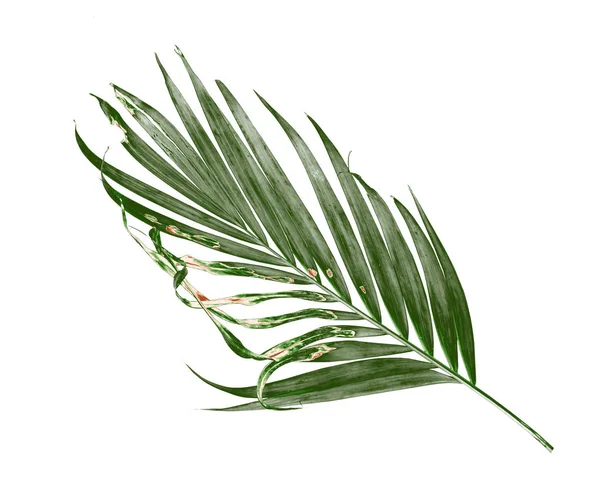白色背景的棕榈叶隔离 — 图库照片