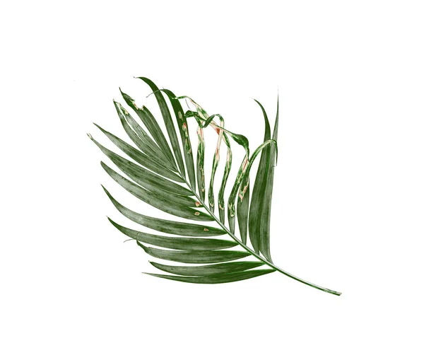 Beyaz Arkaplanda Palmiye Yaprağı Izole — Stok fotoğraf