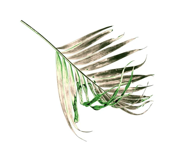 Groene Palmtak Isoleren Witte Achtergrond — Stockfoto