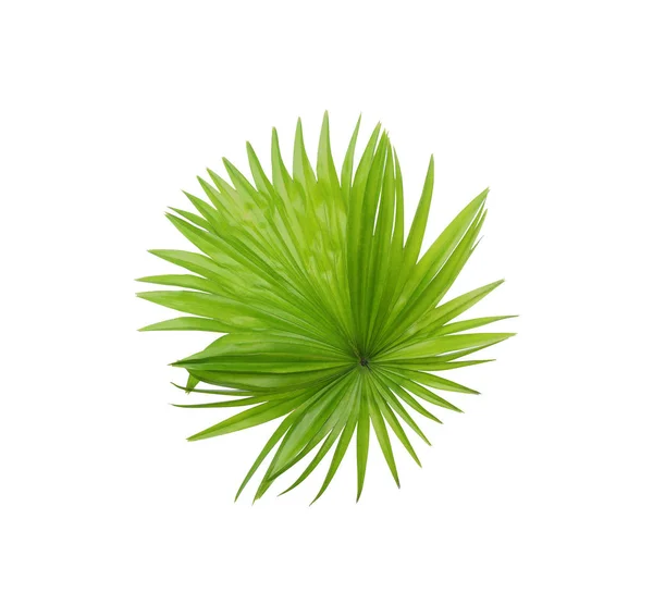 Hoja Verde Palmera Aislada Sobre Fondo Blanco — Foto de Stock