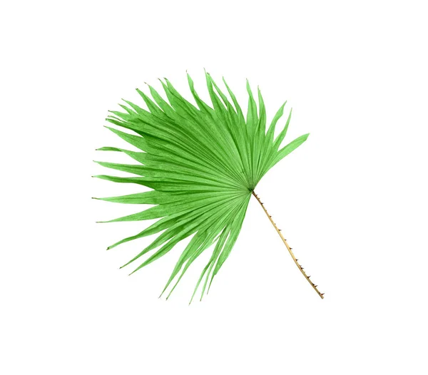 Grüne Blatt Palme isoliert auf weißem Hintergrund — Stockfoto