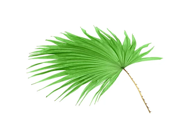 Groene blad palmboom geïsoleerd op witte achtergrond — Stockfoto