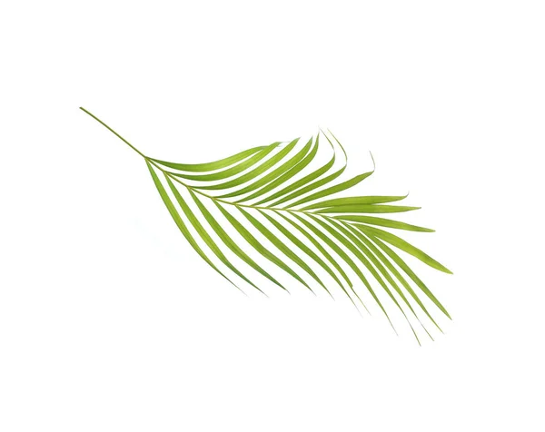 Hoja verde de palmera aislada sobre fondo blanco — Foto de Stock