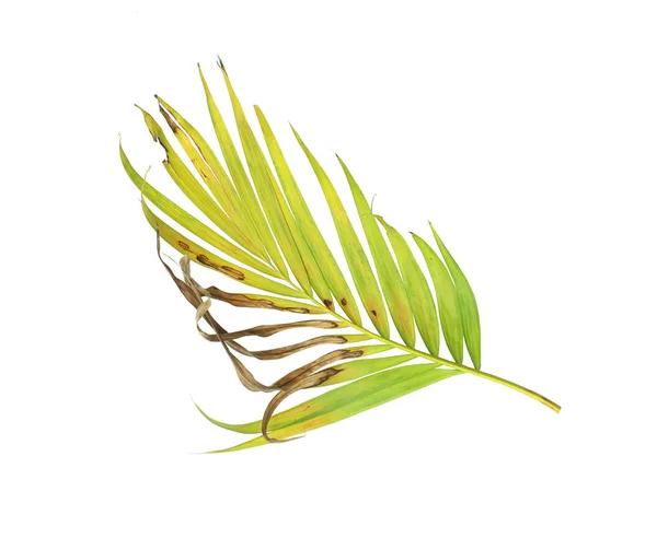 Palm Leaf Isolate White Background — Stock Photo, Image