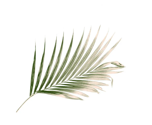 Hoja de palma verde aislada sobre fondo blanco —  Fotos de Stock