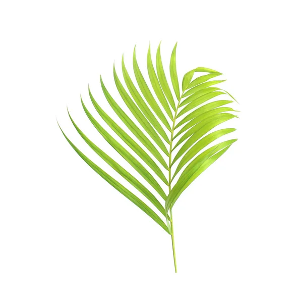 Feuille de palmier vert isolée sur fond blanc — Photo
