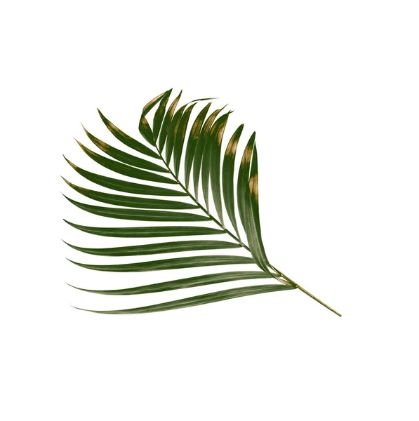 绿色的棕榈叶隔离在白色背景上 — 图库照片