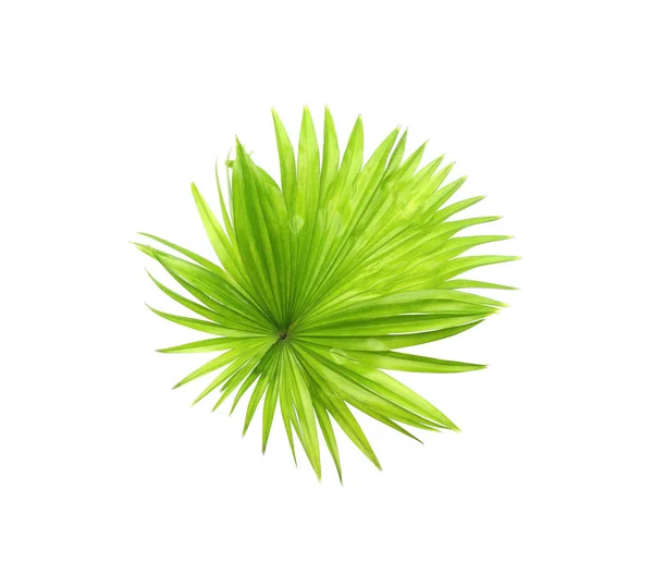 Grünes Blatt der Palme isoliert auf weißem Hintergrund — Stockfoto