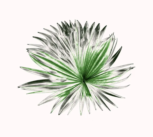 Blatt der Palme isoliert auf weißem Hintergrund — Stockfoto