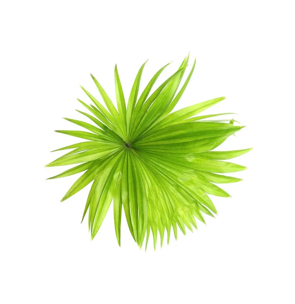 Grünes Blatt der Palme isoliert auf weißem Hintergrund — Stockfoto