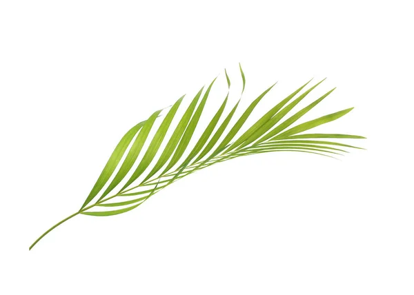 Zelený list palmy izolované na bílém pozadí — Stock fotografie