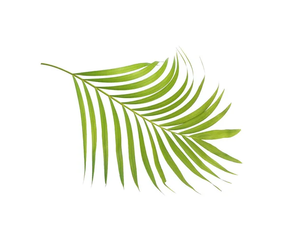 Folha verde de palmeira isolada sobre fundo branco — Fotografia de Stock