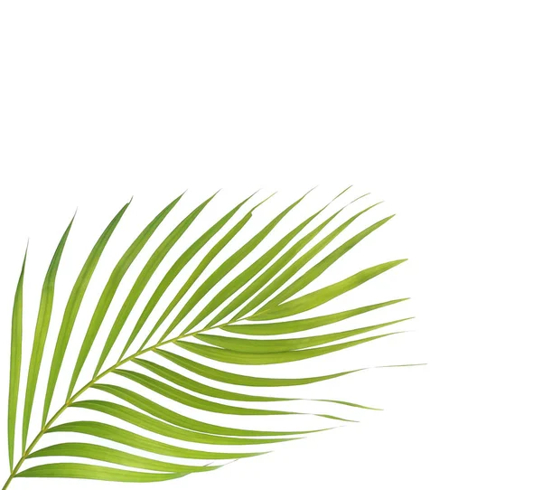 Beyaz arkaplanda izole edilmiş yeşil palmiye yaprağı — Stok fotoğraf