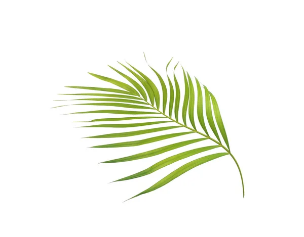 Foglia verde di palma isolata su sfondo bianco — Foto Stock