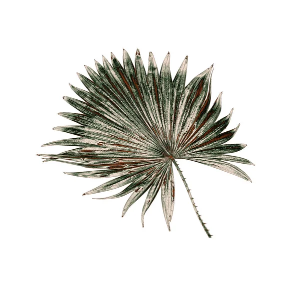 Hoja verde de palmera aislada sobre fondo blanco — Foto de Stock