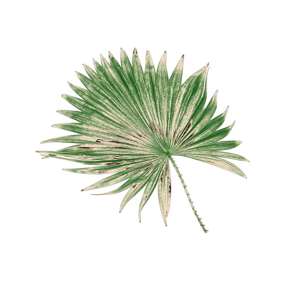 Hoja verde de palmera aislada sobre fondo blanco — Foto de Stock