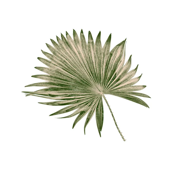 Hoja verde de palmera aislada sobre fondo blanco —  Fotos de Stock