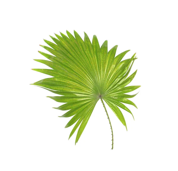 Grünes Blatt der Palme isoliert auf weißem Hintergrund — Stockfoto