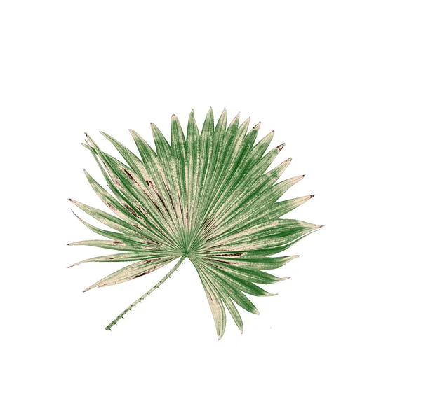 하얀 배경에 따로 떨어져 있는 야자수 초록빛 잎 — 스톡 사진